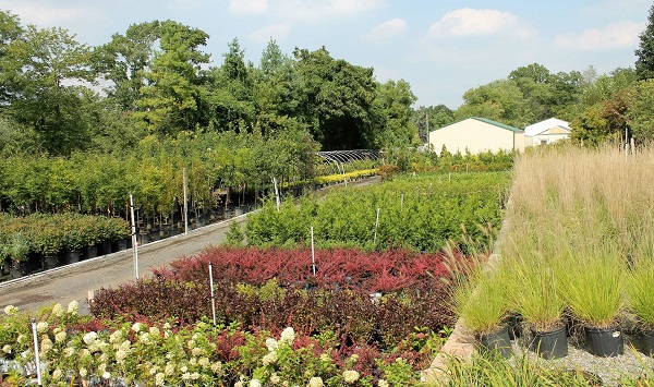 Mayfield Gardens - Mayfield Gardens, Inc -- landscape contracting company