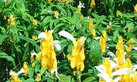 R. Plants Nursery - R Plants Nursery Wholesale #