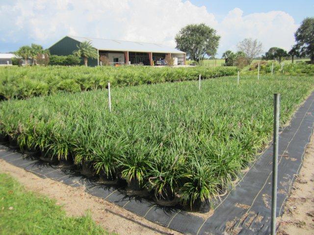 Beckel Landscape Nursery - Beckel Landscape Nursery -- Eustis, FL