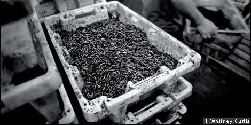 Silverbait Farms - Silver Bait worm castings and compost
