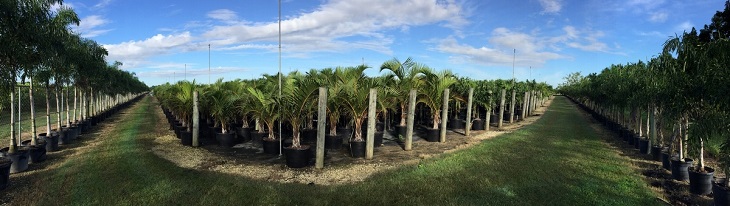 Fagundo Farms Nursery
