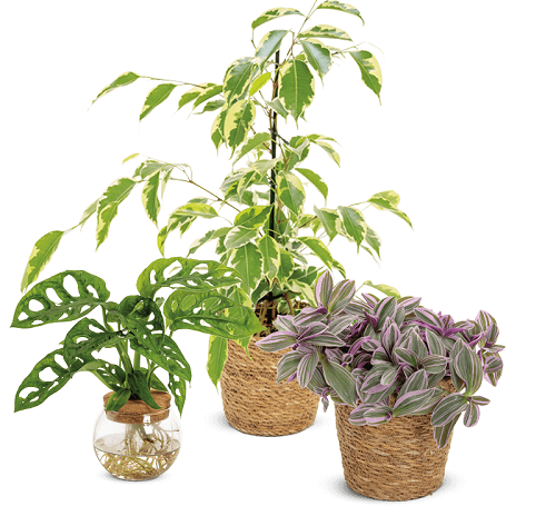 The Plant Company