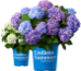 Bailey Nurseries: Event Profile / Showcase - 