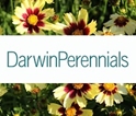 *Darwin Perennials -- Bare Root, Liners, Unrooted Cuttings 