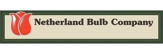 Netherland Bulb