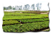 Country Pines Nursery -- Forest Hill, LA - 