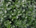 Our Trade Show Profile / Exhibitor Showcase - Classic-Groundcovers-TS1