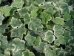 Our Trade Show Profile / Exhibitor Showcase - Classic-Groundcovers-TS1