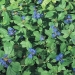 Our Trade Show Profile / Exhibitor Showcase - Classic-Groundcovers-TS1