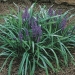 Our Trade Show Profile / Exhibitor Showcase - Classic-Groundcovers-TS1