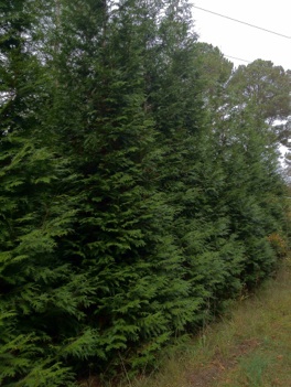 Pattillo Tree Farm - Pattillo Tree Farm -- Griffin, GA